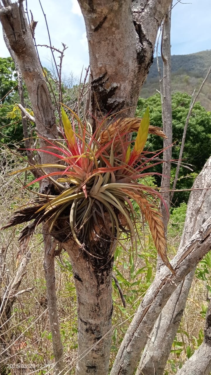 Monte seco cerca de Nizanda (Tillandsia concolor); foto de la zona, no de las pozas